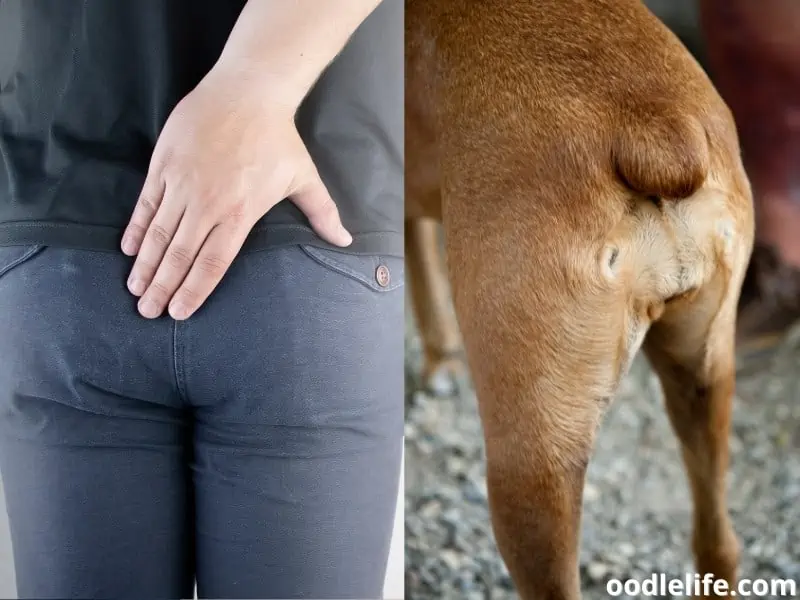 human and dog butts