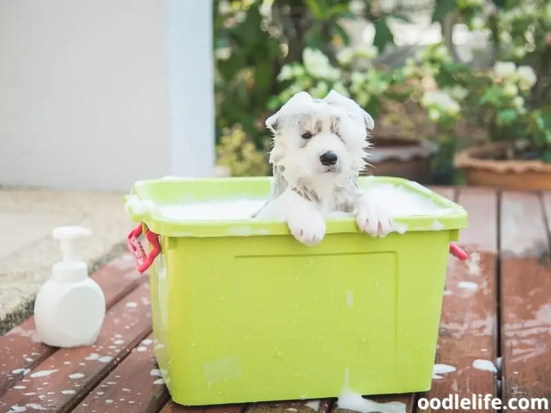 Husky puppy bath time