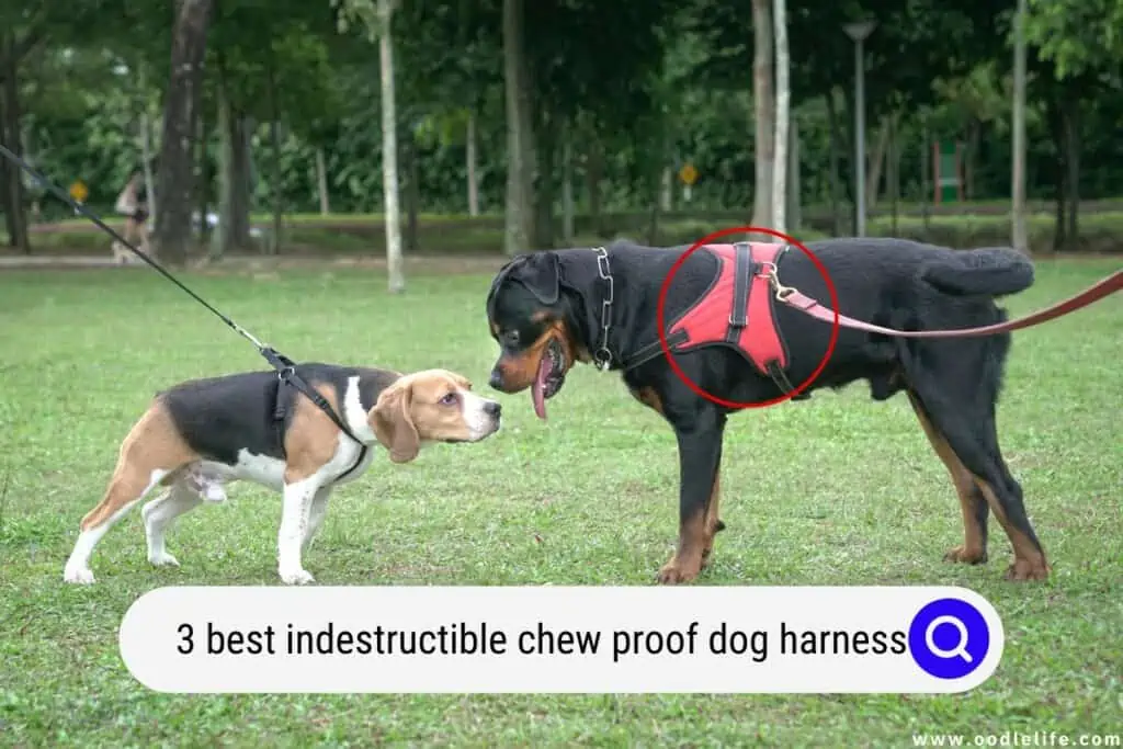indestructible chew proof dog harness