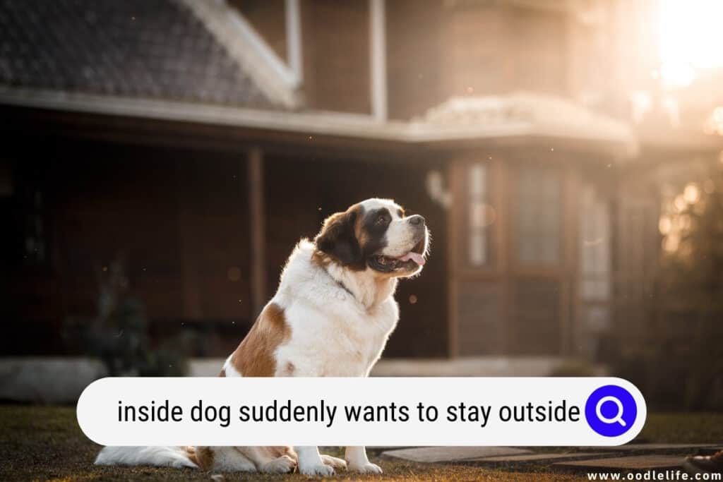 inside dog suddenly wants to stay outside