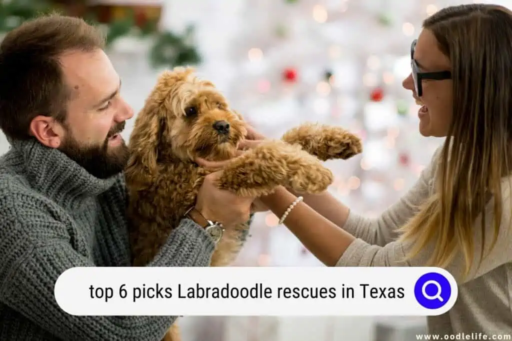 Labradoodle Rescues in Texas