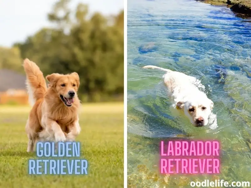 Labrador and Golden Retriever