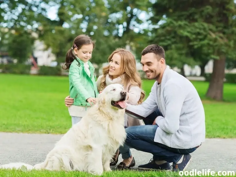 Labrador Retriever with owners