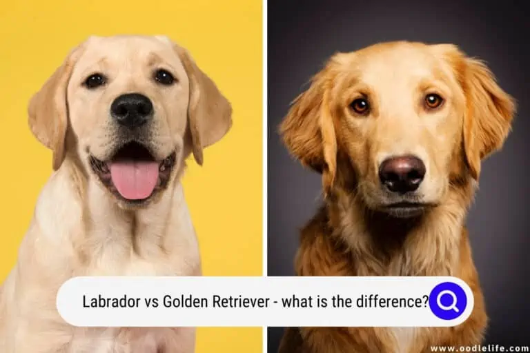 Labrador vs Golden Retriever Photos (What is the Difference?)