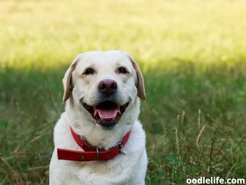 Labrador with red collar