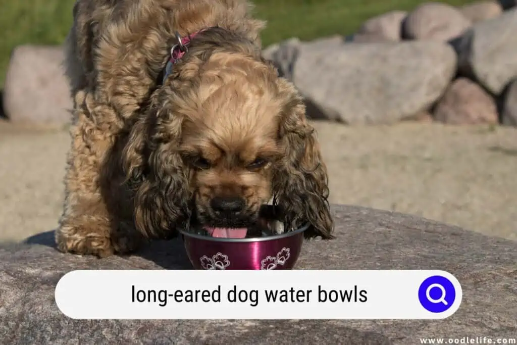 long-eared dog water bowls