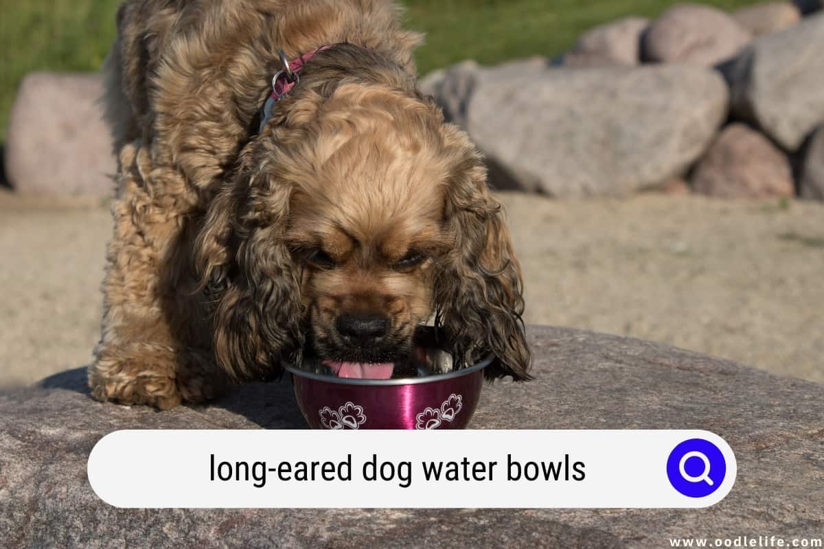 Best Long-Eared Dog Water Bowls For Spaniel Ears (2022)