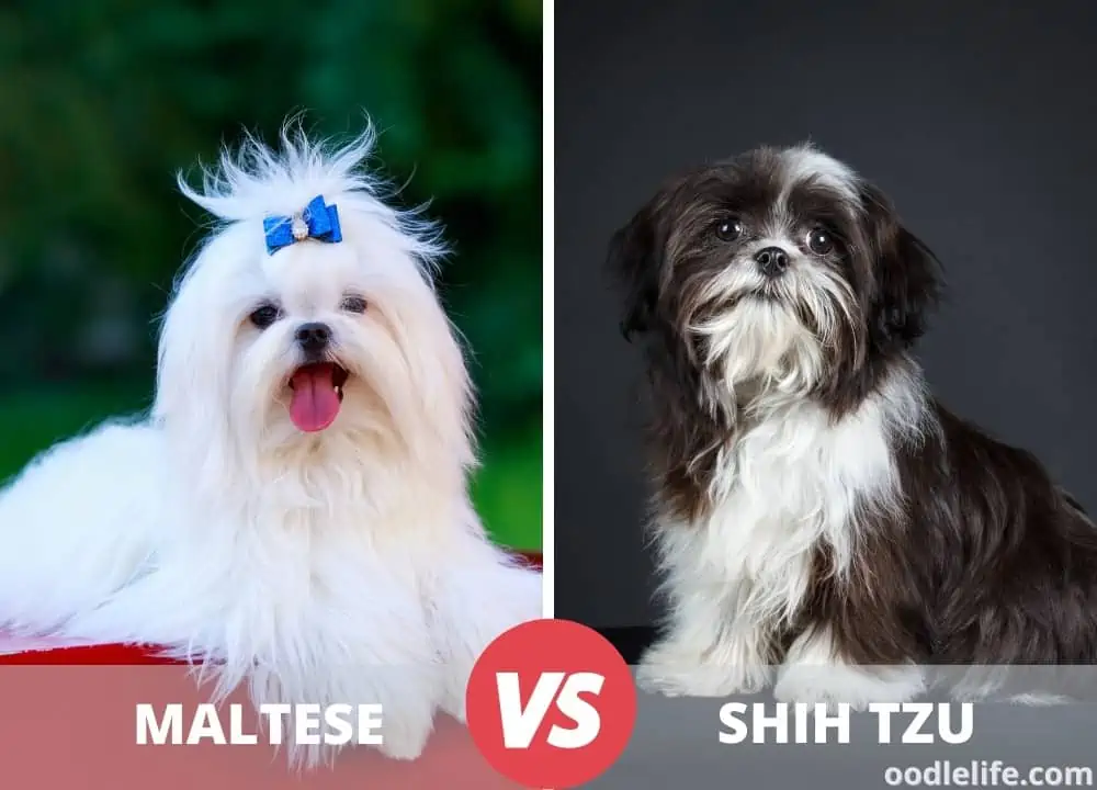 Maltese and Shih Tzu