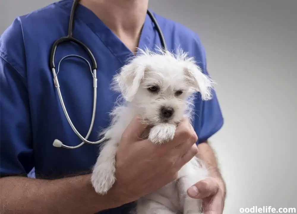 Maltese puppy and vet