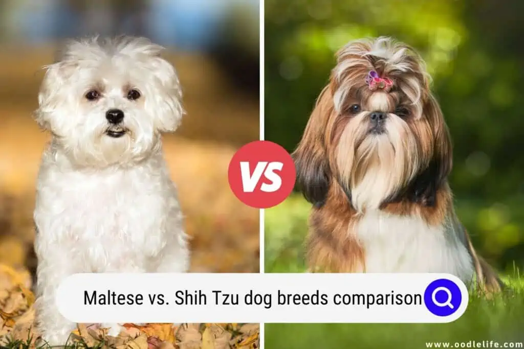 Maltese vs Shih Tzu