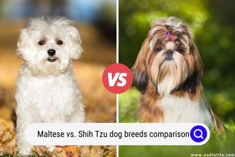 Maltese vs Shih Tzu — Dog Breed Comparison (Photos!)