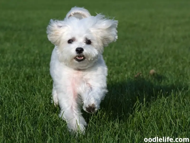 Maltese with an underbite