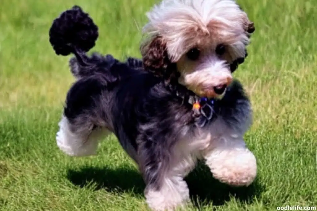 morkie poodle mix