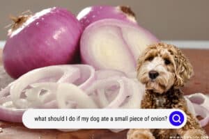 What Should I Do If My Dog Ate A Small Piece Of Onion? - Oodle Life
