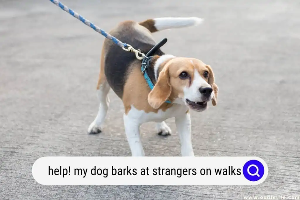 my dog barks at strangers on walks