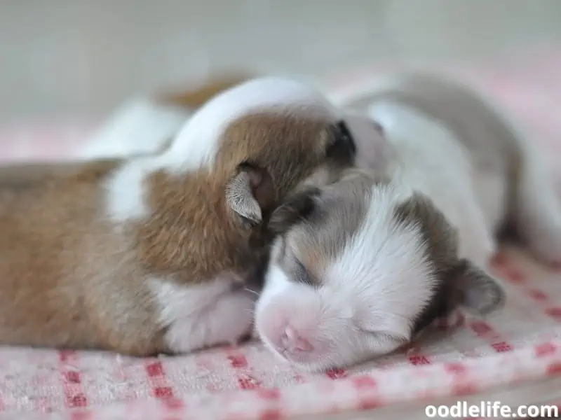 new-born Chihuahuas