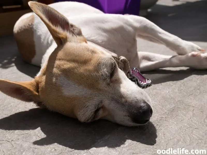 old Chihuahua sleeping