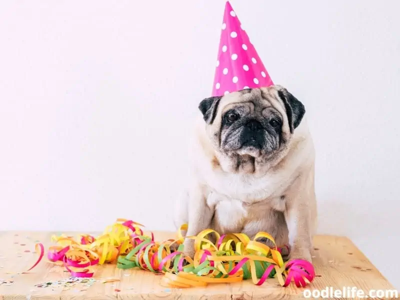 old Pug celebrates birthday