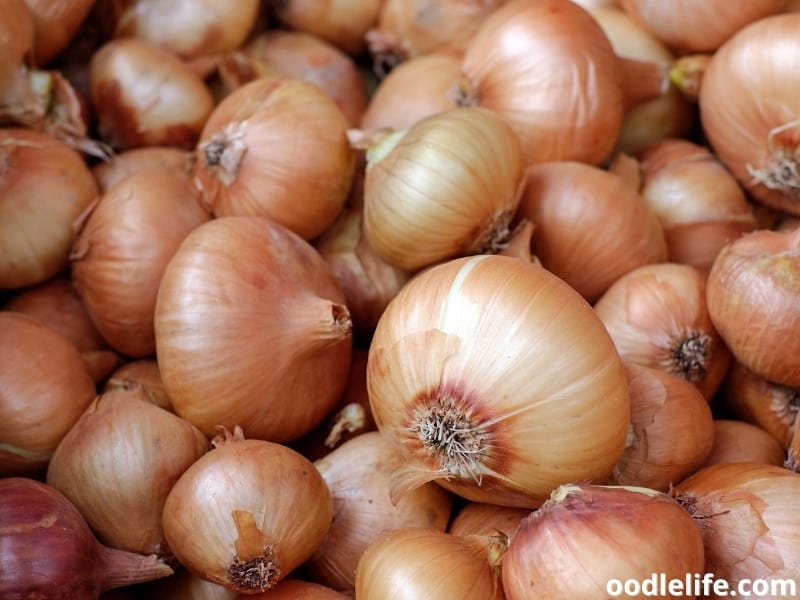 What happens if a dog eats onion? Essential Tips KeepingDog