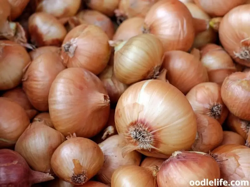 onion at the market