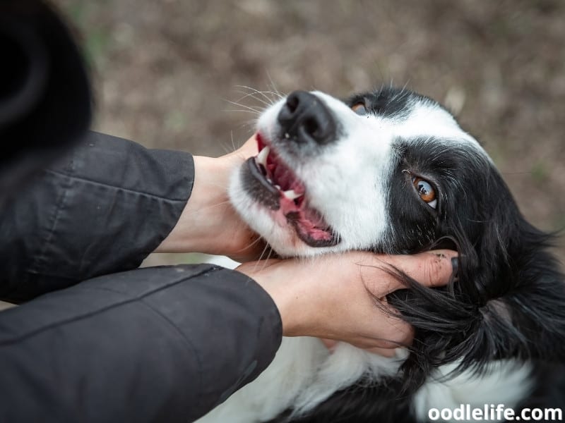 owner pets Border Collie