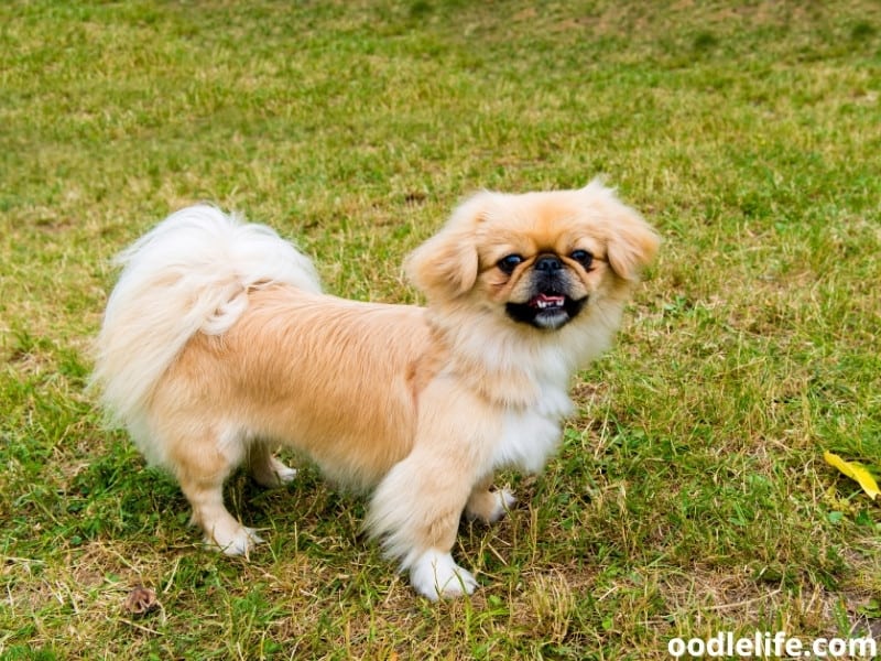 Pekingese on the grass