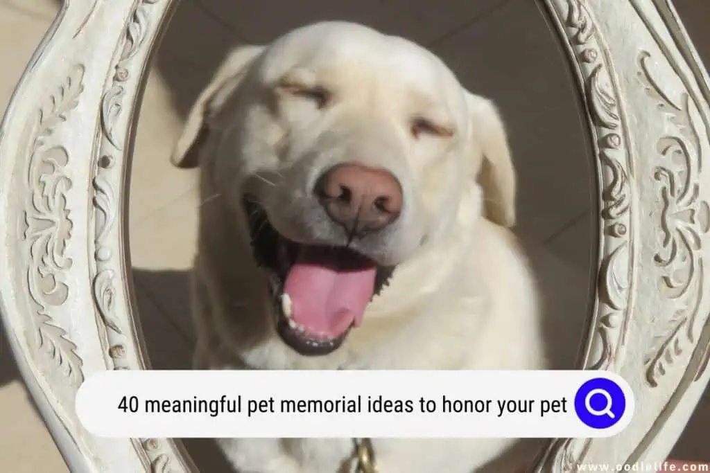 pet memorial ideas