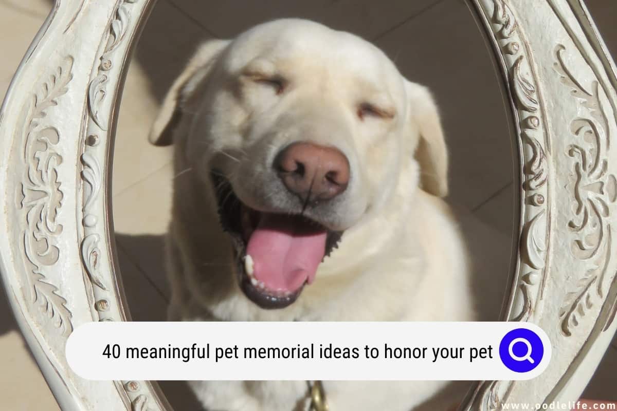40 Meaningful Pet Memorial Ideas To Honor Your Pet Oodle Life