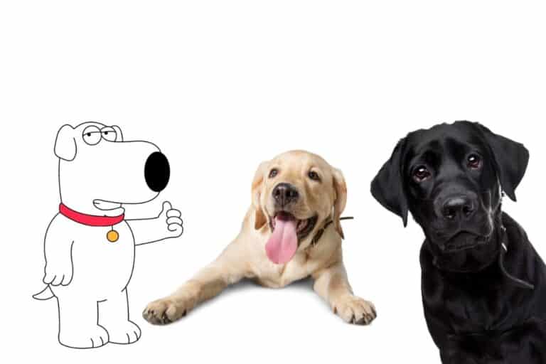 What Kind of Dog Is Brian Griffin From Family Guy?