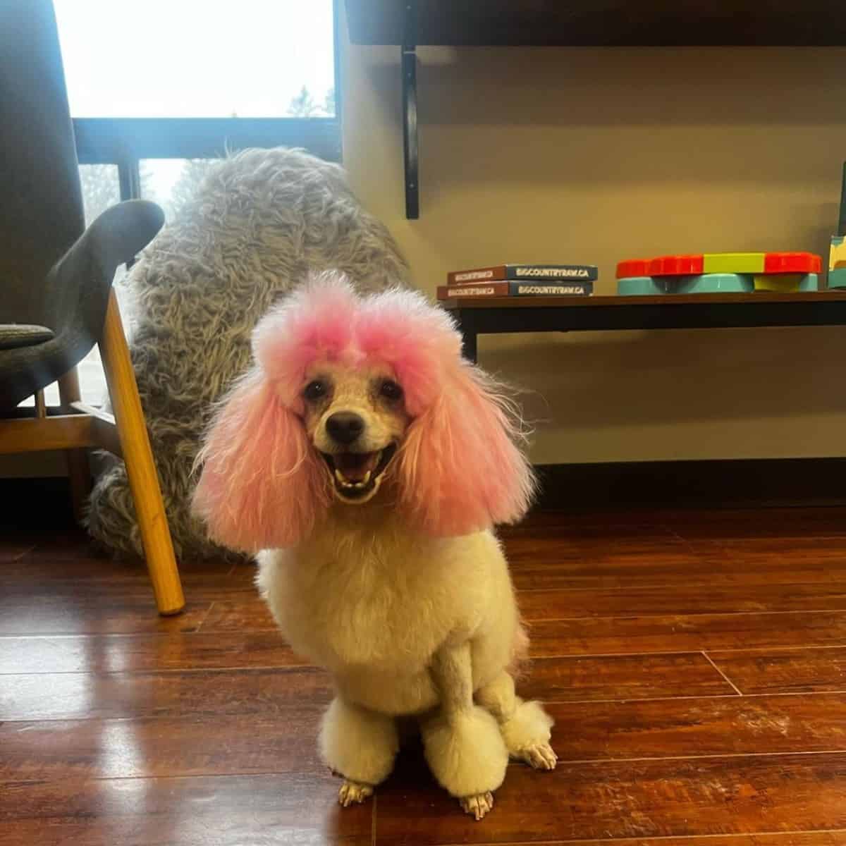 pink-haired Poodle