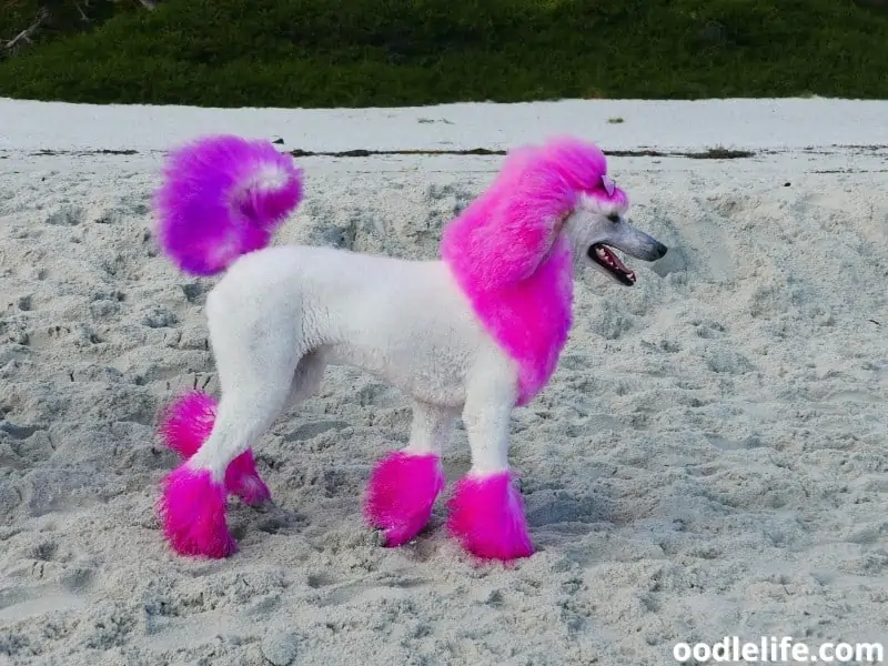 pink Poodle walks