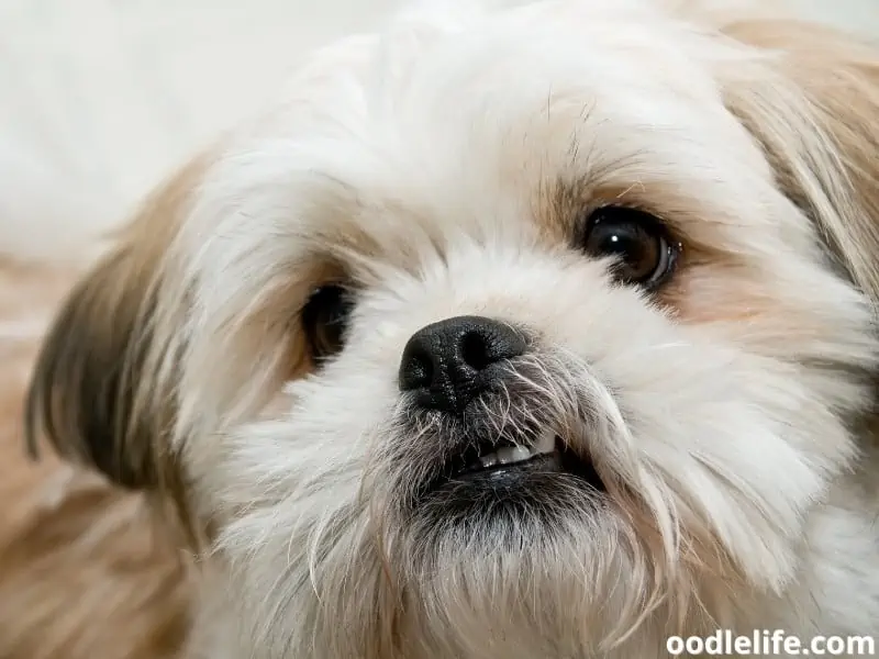 Pom-Tzu close up