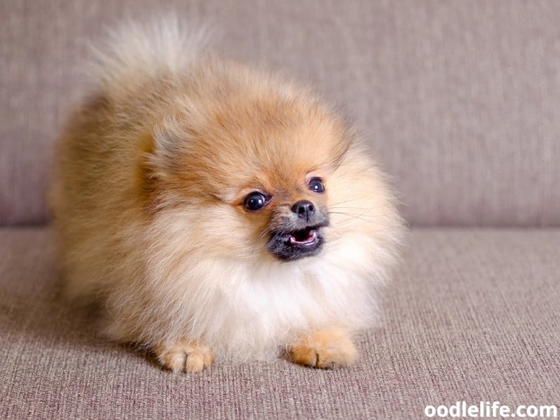 Pomeranian puppy on the couch