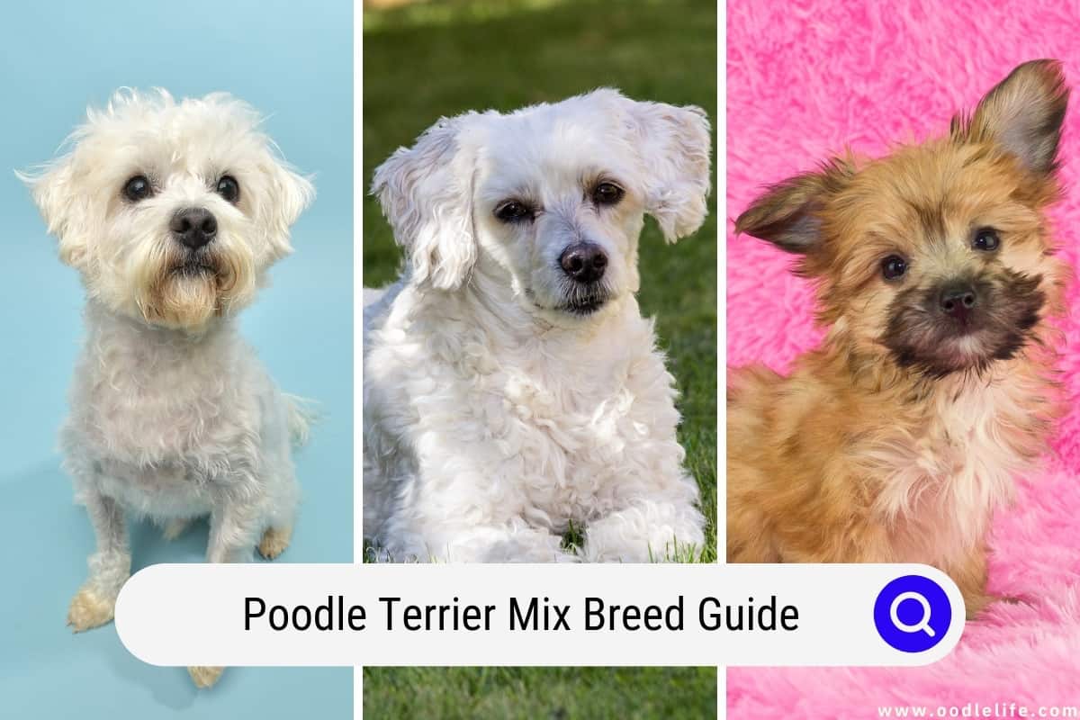 are terrier mix dogs double coated