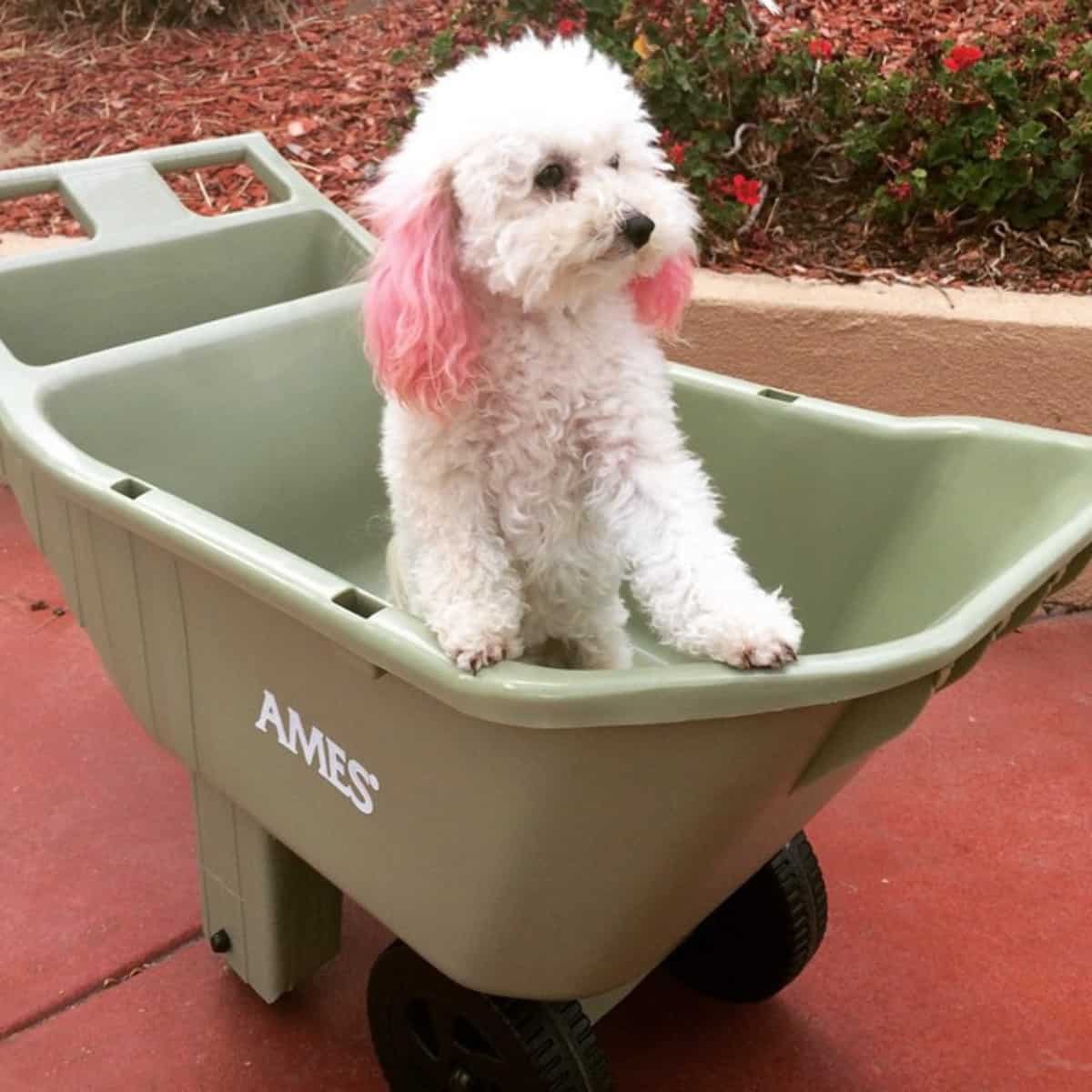 Poodle with pink ears
