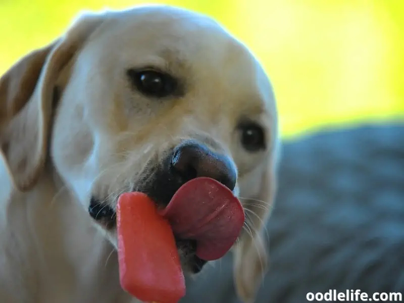 popsicle held by owner