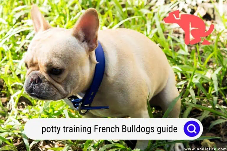 potty training French Bulldog