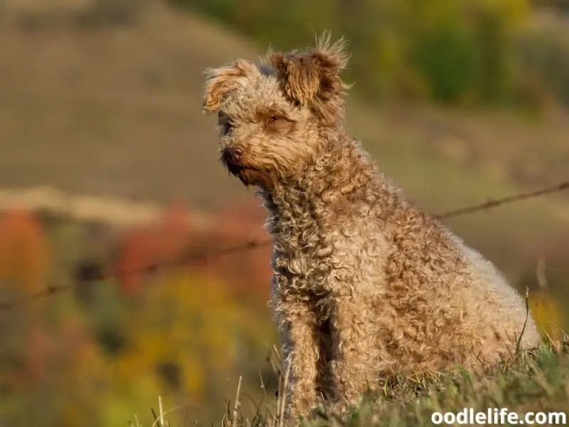 Pumi sits on grass