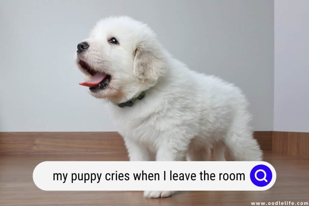 puppy cries when I leave the room