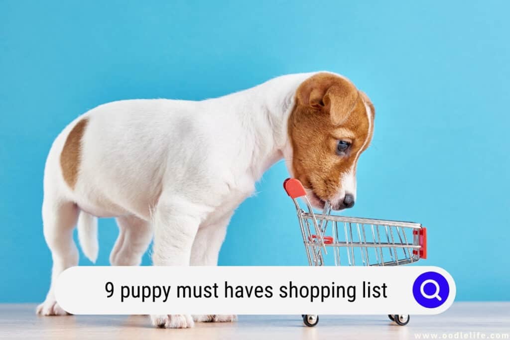 puppy must haves