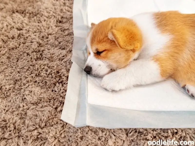 puppy pee pads