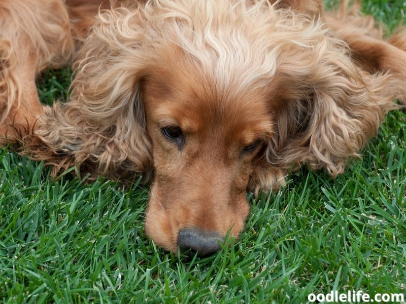 sad Cocker Spaniel