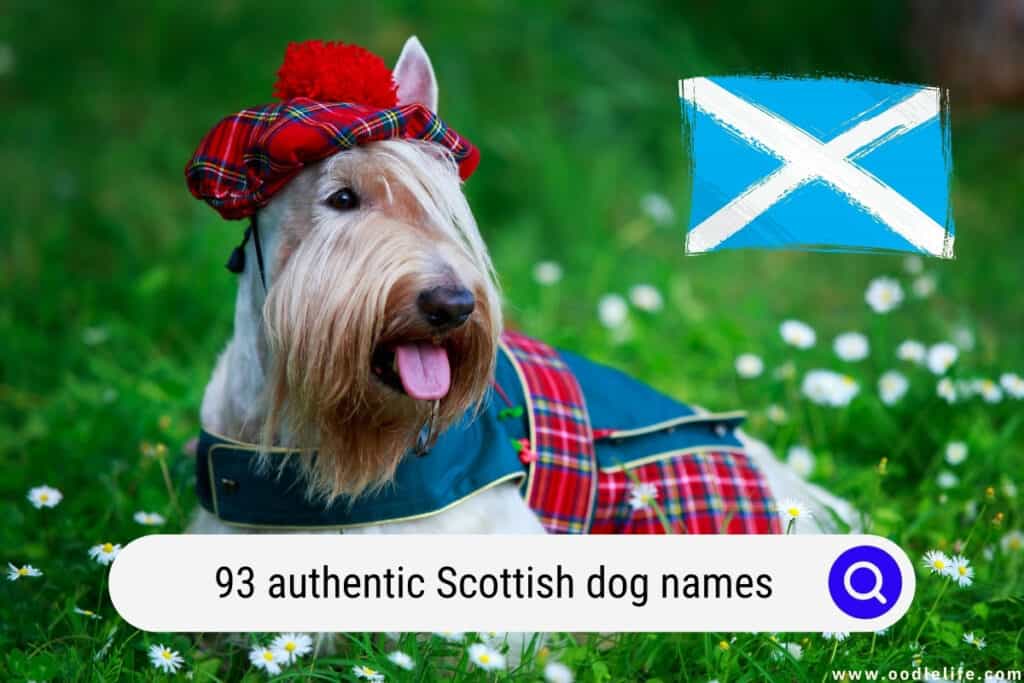 Scottish dog names