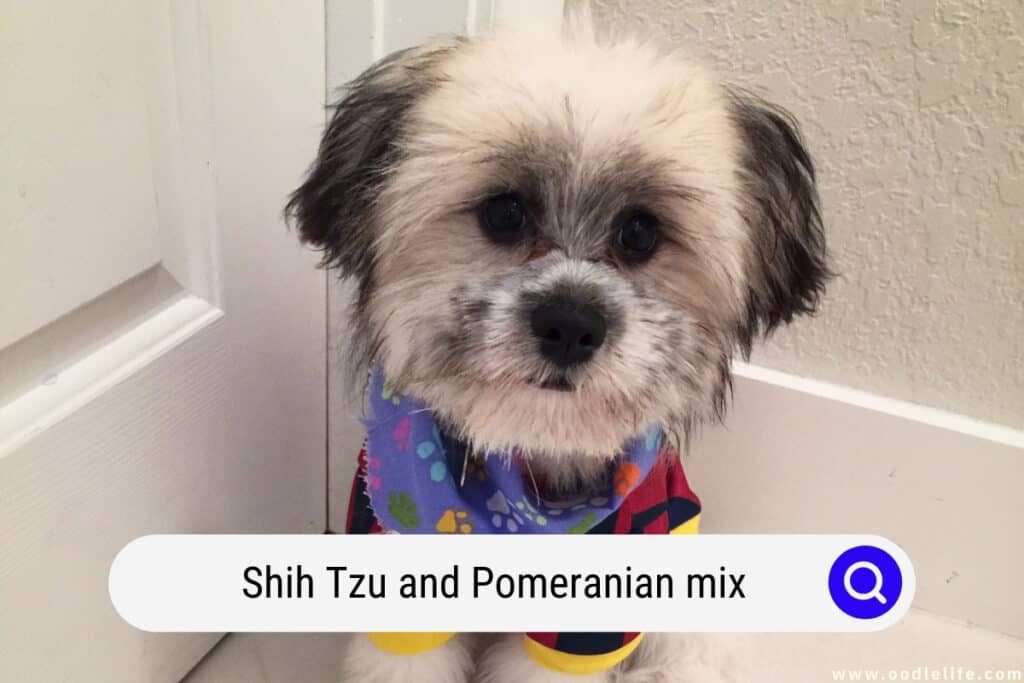 Shih Tzu and Pomeranian mix