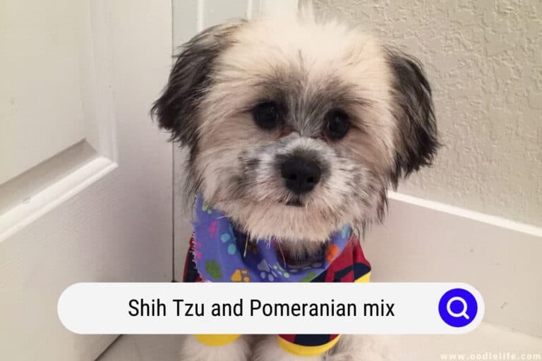 Shih Tzu Pomeranian Mix – The Shiranian [Shi Pom]