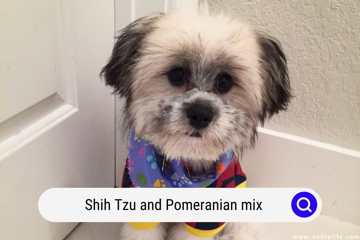 slap af Få Punktlighed Shih Tzu Pomeranian Mix - The Shiranian [Shi Pom] - Oodle Life