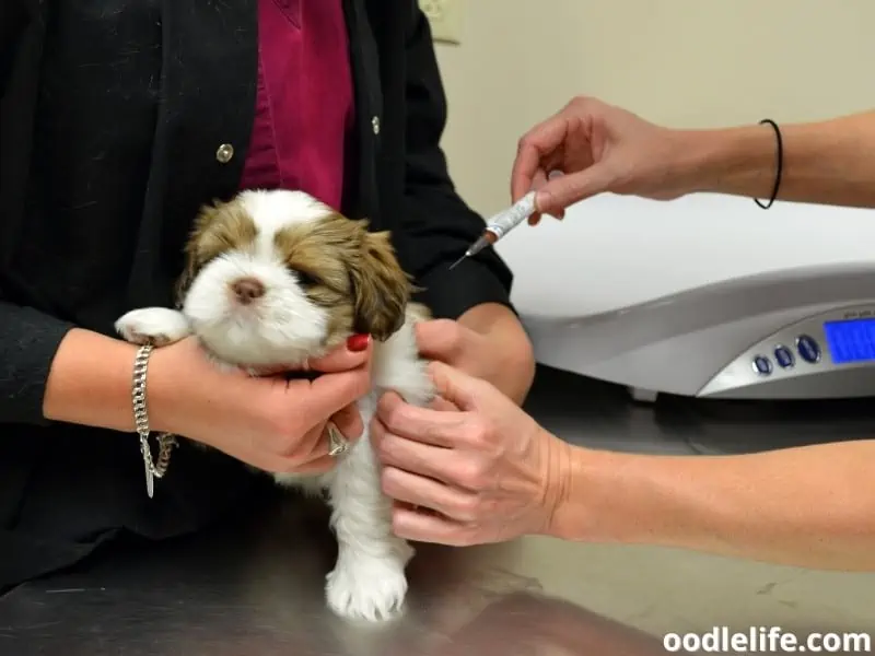 Shih Tzu vaccine shot