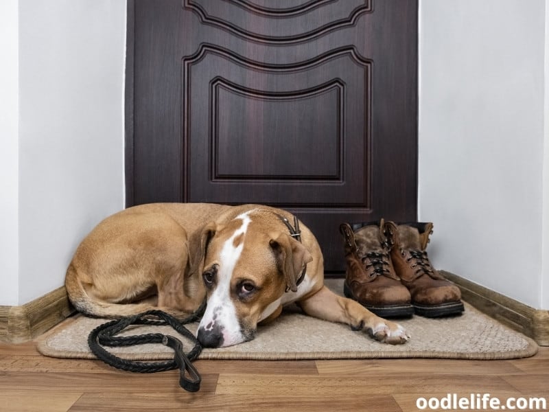 Why Does My Dog Sleep By The Door? [9 Reasons] Oodle Life