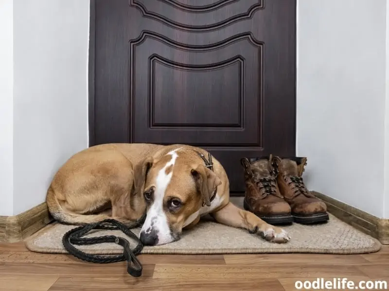 shoes beside a dog