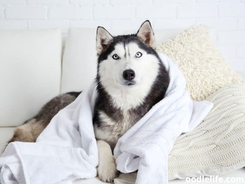 Siberian Husky with towel
